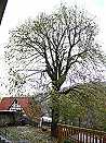 Holiday accommodation Goegerhaus in Egloffstein: House lime in autumn (5 kByte)
For large-scale sights click onto the image