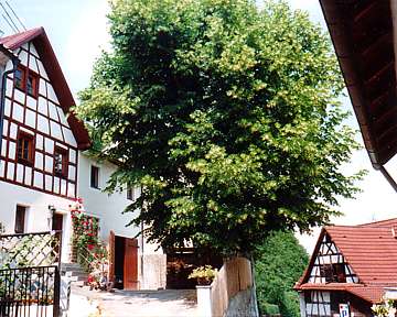 Front yard with lime tree (JPG, 32 kByte)